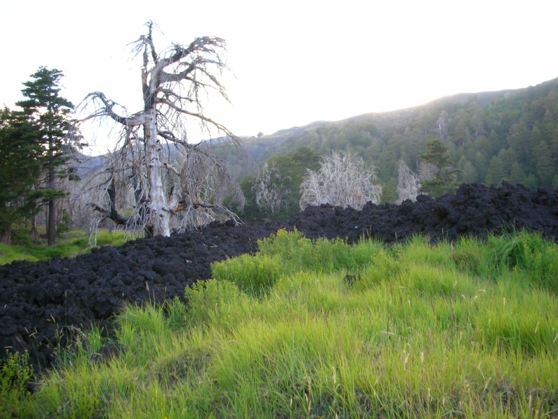 La foresta 